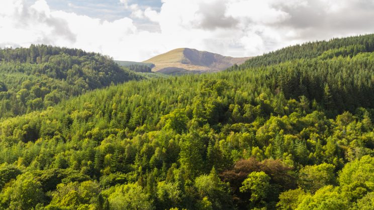Policy options for voluntary carbon markets in Wales
